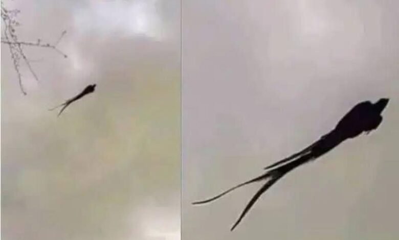 Majestic captured in Mexico!